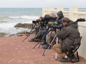 Comptage des oiseaux marins © Luc Chaillot