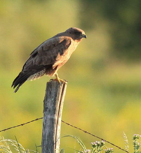 Attaque de Buse variable : quelques explications