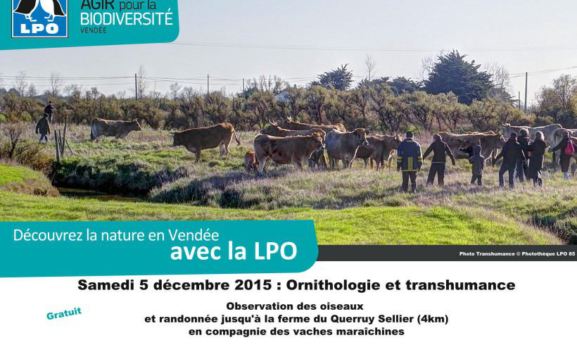 Oiseaux et transhumance