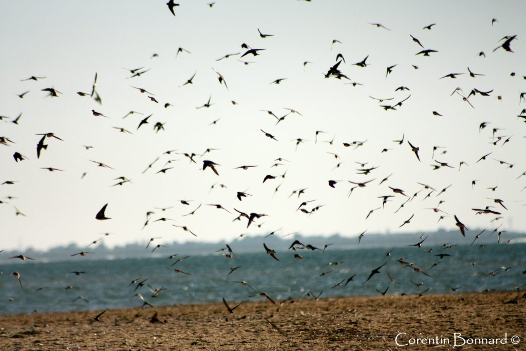 Hirondelles de rivage en migration - Photo © Corentin Bonnard
