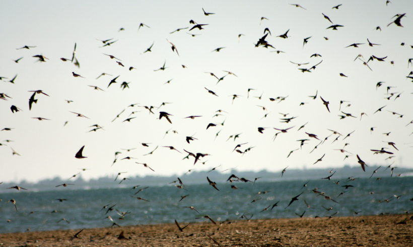 Migration des oiseaux à la Pointe de l’Aiguillon – Bilan 2024