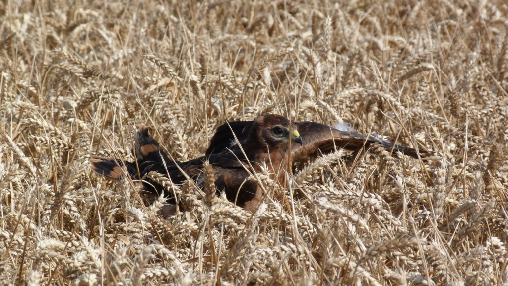 Busard cendré - Photo © Aurélie Guégnard - LPO Vendée
