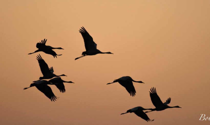 Grues cendrées - Photo © Bob Aublin