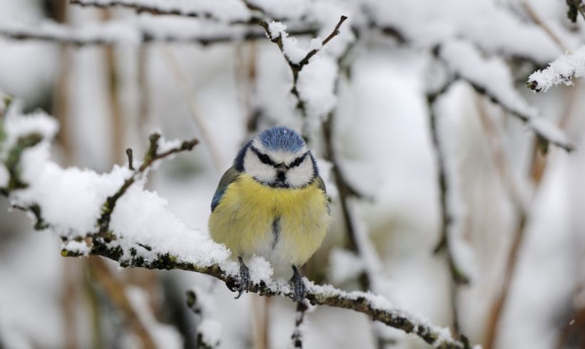 Ce week-end, comptez les oiseaux de votre jardin !
