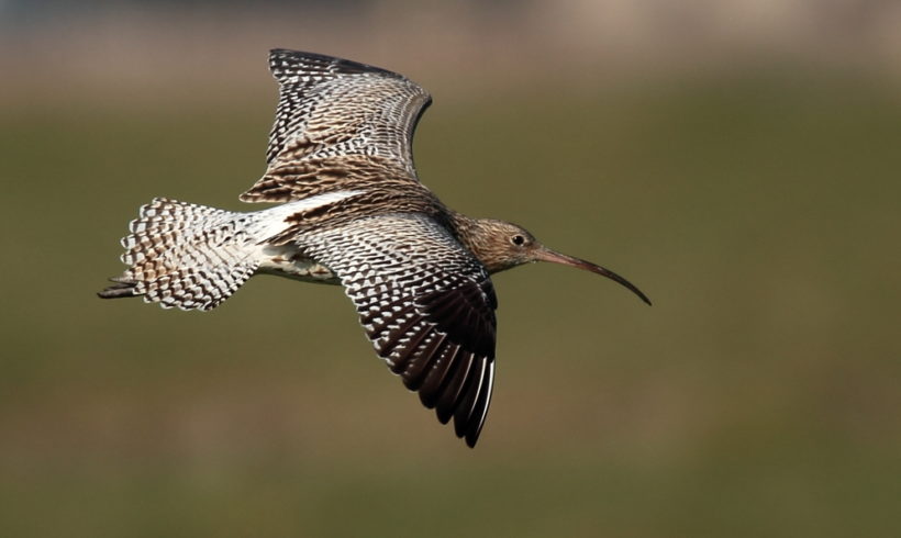 Comptage des oiseaux d’eau “Wetlands”