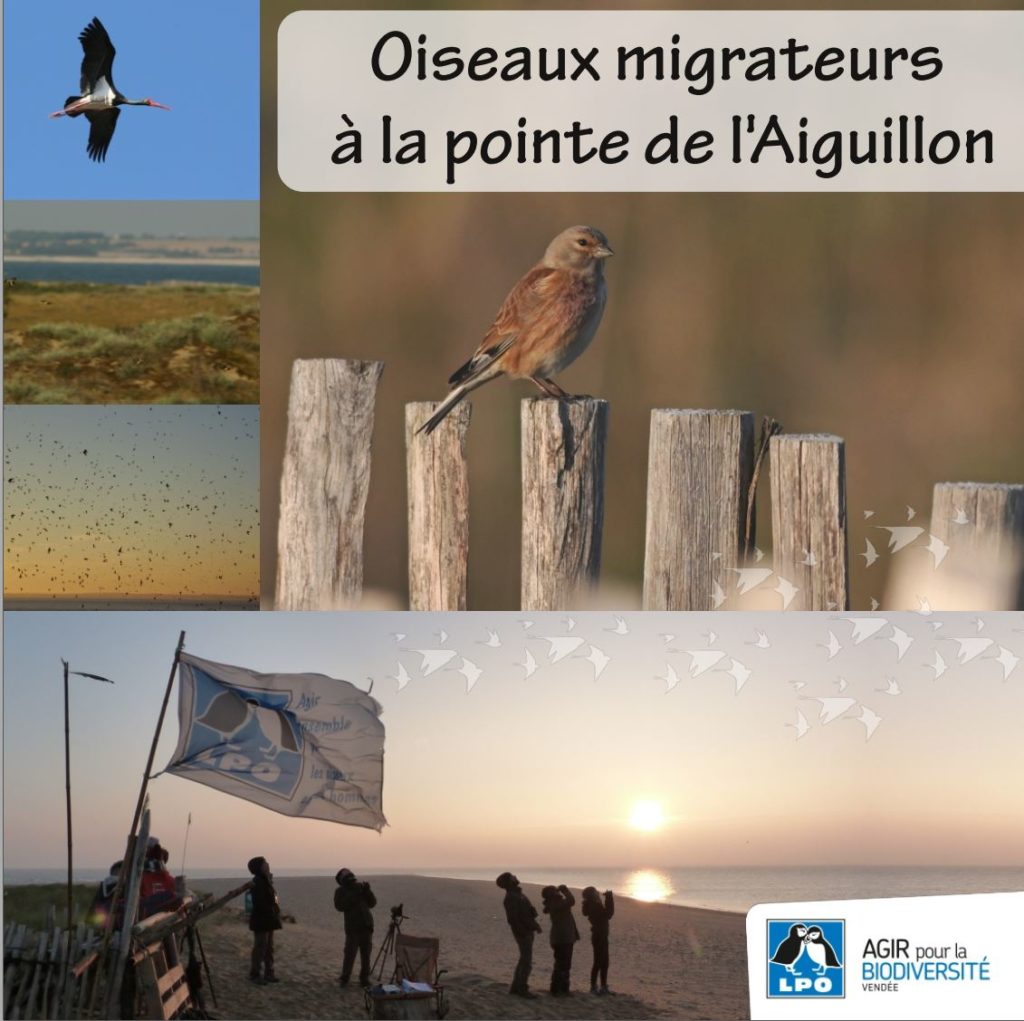 Plaquette "Oiseaux migrateurs à la pointe de l'Aiguillon" - LPO Vendée