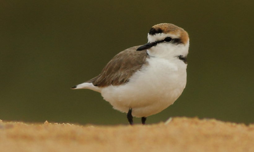 Gravelot à collier interrompu © Sébastien You