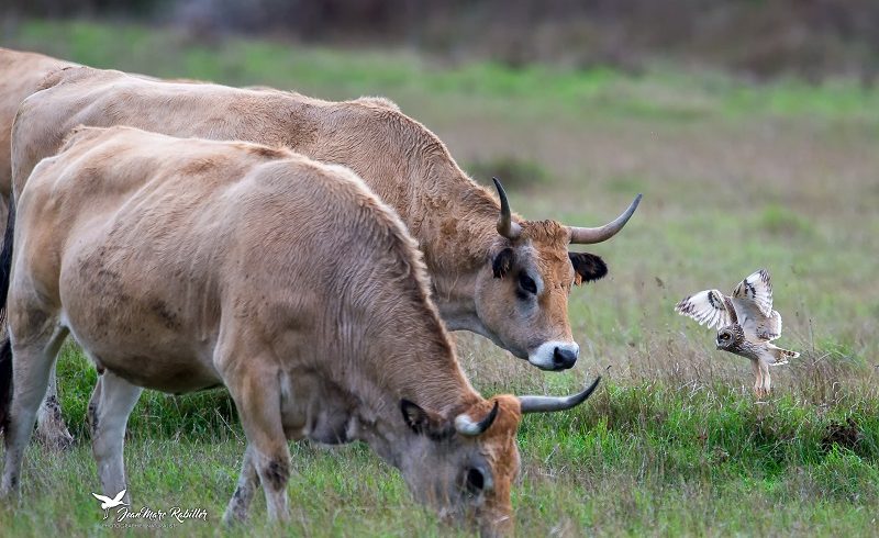Hibou des marais et vaches maraîchines - Photo © Jean-Marc Rabiller
