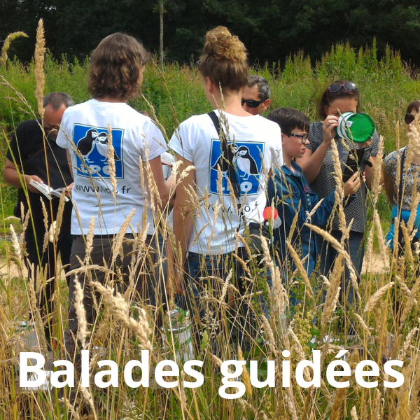 Balades guidées avec les animateurs de la LPO Vendée