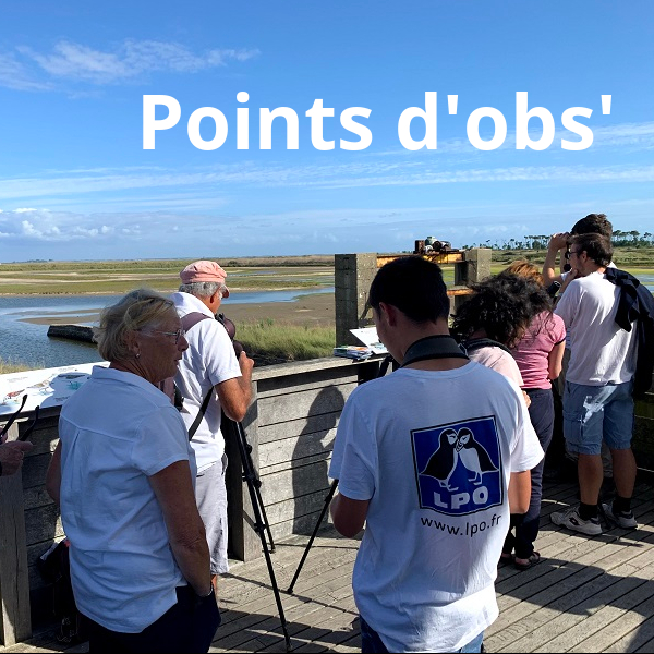 Points d'obs avec la LPO Vendée - venez jeter un coup d'oeil dans la longue-vue