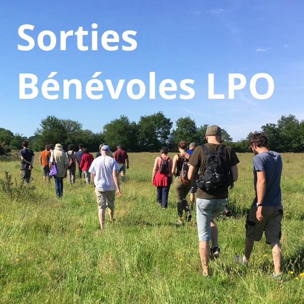 Sortie nature avec des bénévoles de la LPO Vendée