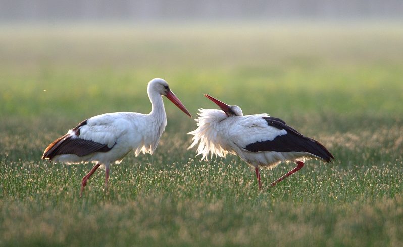Cigogne blanche - Photo © Gilles Galand