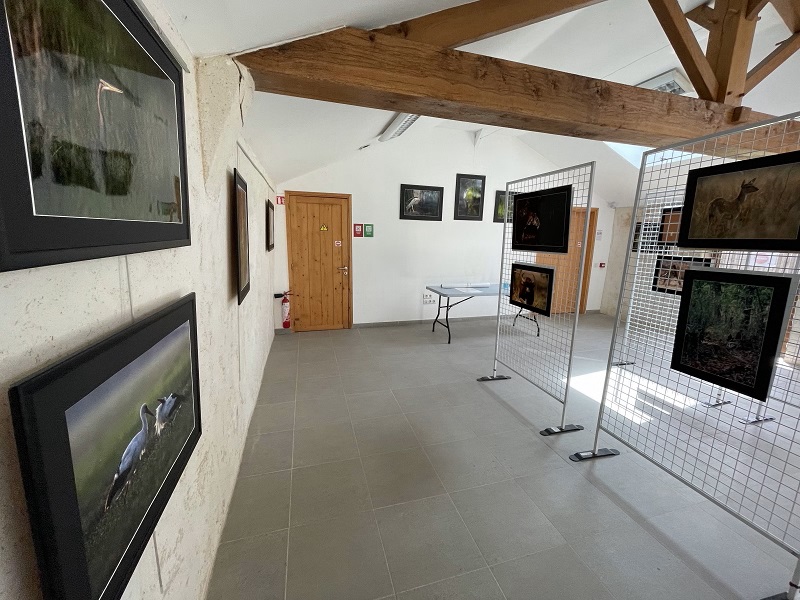 Expo été 2021 Vie sauvage dans le marais par Gilles Galand