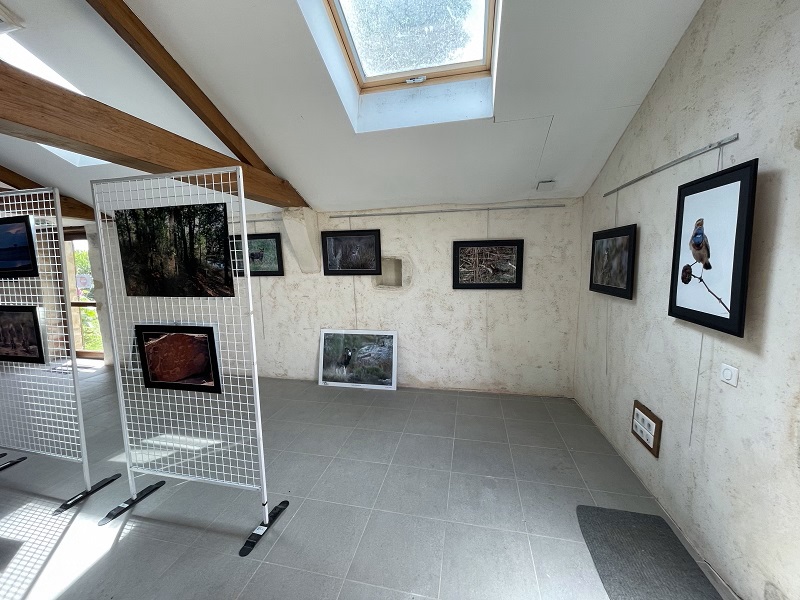 Expo été 2021 Vie sauvage dans le marais par Gilles Galand