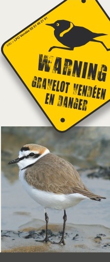 Attention au gravelot à collier interrompu - Photo © Frédéric Le Gallo