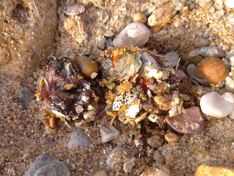 Oeuf de gravelot à collier interrompu retrouvé écrasé - Photo © Gérard Besseau