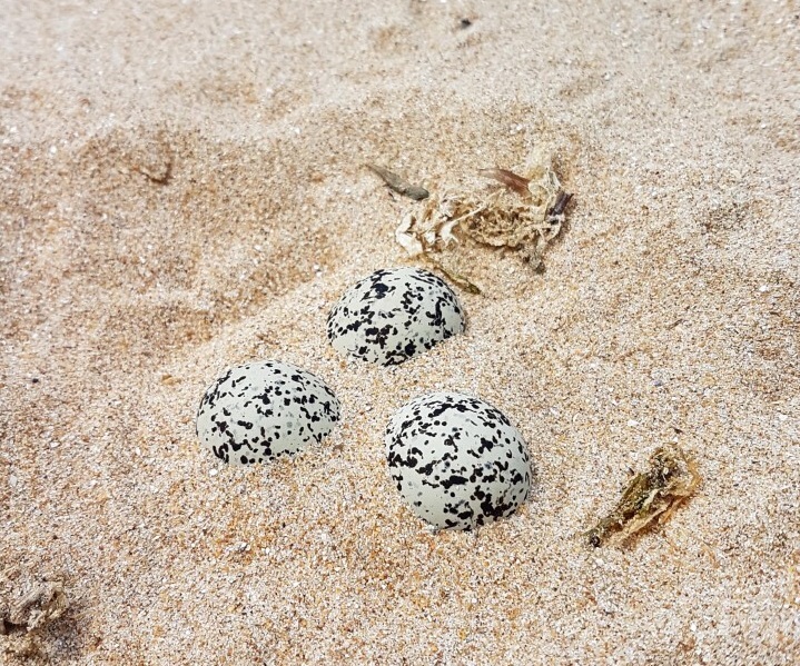 Nid de Gravelot à collier interrompu - Photo © Thomas Mathieu - LPO Vendée