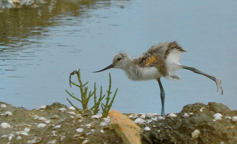 Avocette Elegante Poussin Marie Laure Bulteau Web