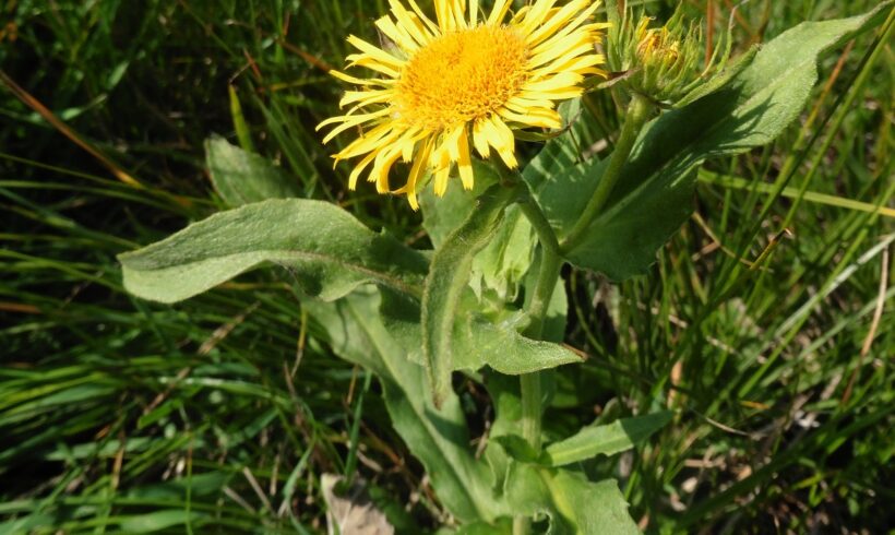 “Prairies fleuries” aux Cochets : une belle reconnaissance !