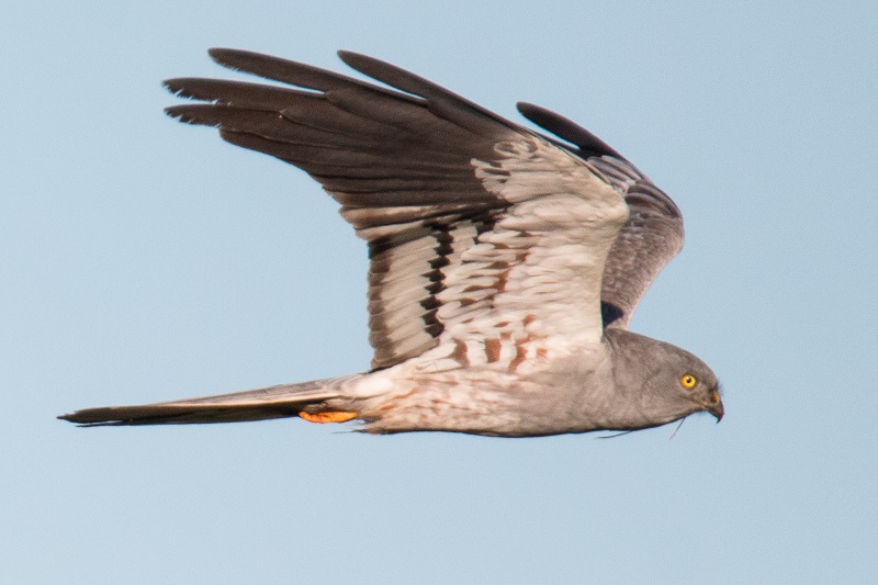 Oiseaux de la Plaine du sud Vendée et Biodiversité des coteaux calcaires