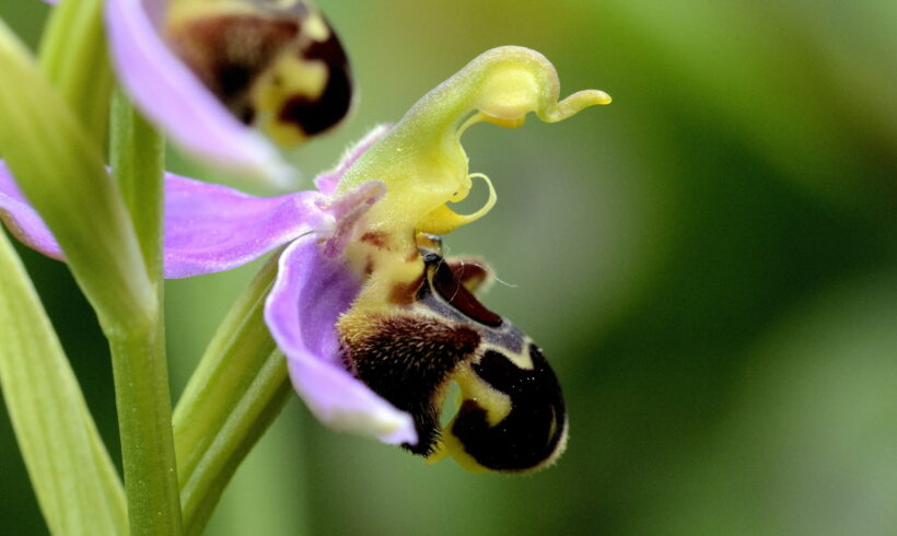 Ophrys Apifera Yves Wilcox (4)