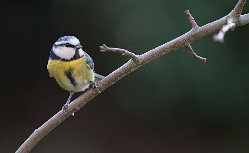Participez au comptage national “Oiseaux des jardins”