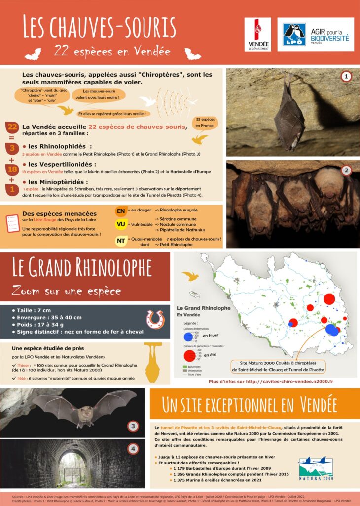 Infographie sur les chauves-souris de Vendée (LPO Vendée)
