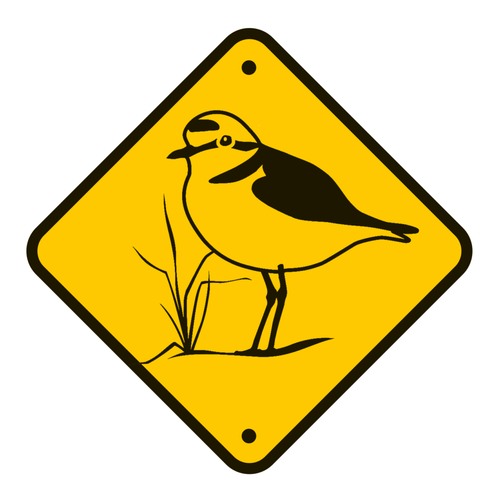 Gravelot en danger