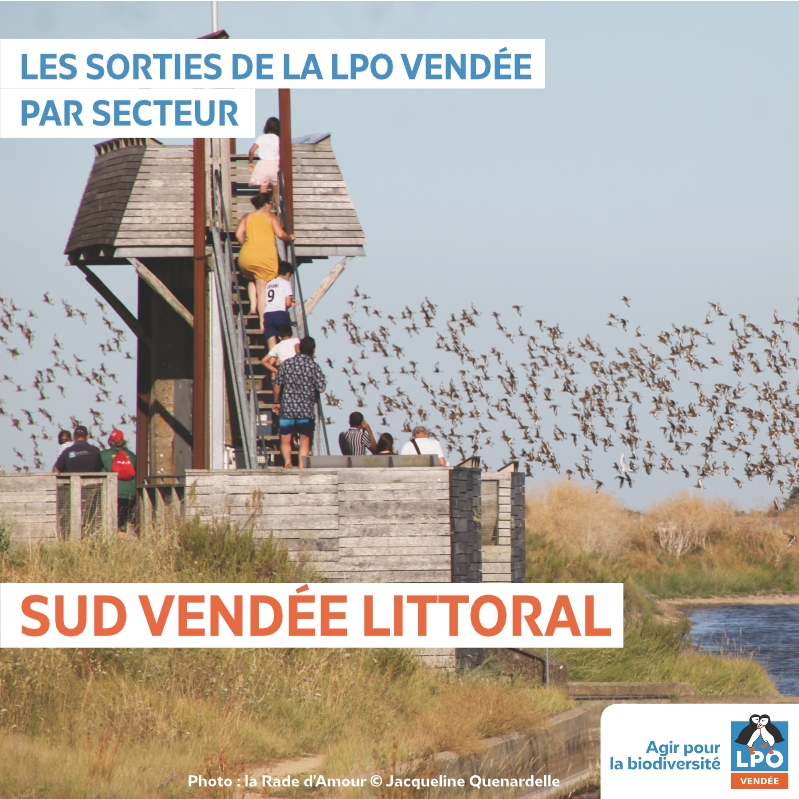 Les sorties nature de la LPO Vendée par secteur : Sud Vendée Littoral