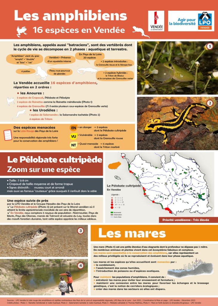 Infographie sur les amphibiens de Vendée - © LPO Vendée