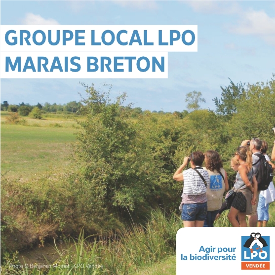 Groupe Local LPO du Marais breton