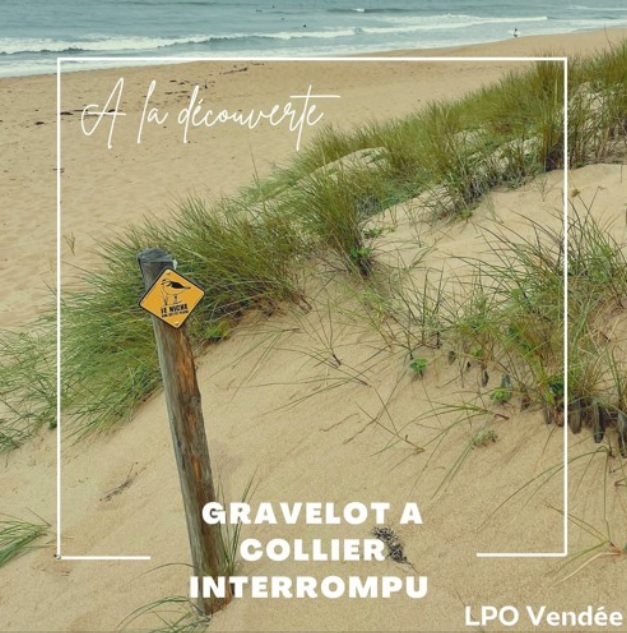 Podcast sur le Gravelot à collier interrompu - LPO Vendée