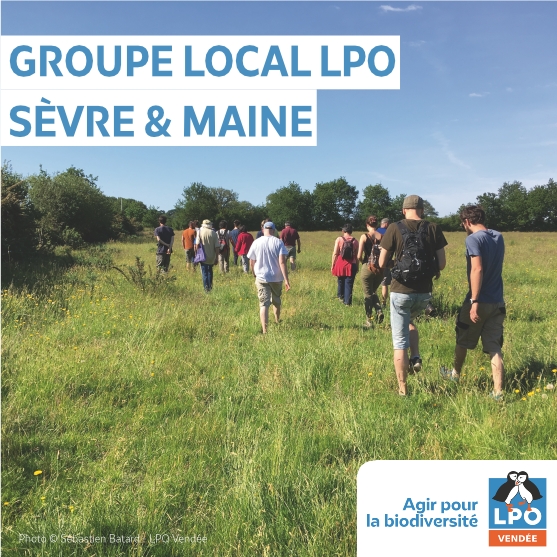 Groupe local LPO Sèvre et Maine, du secteur de Montaigu