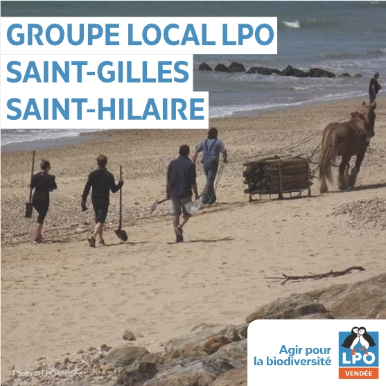 Groupe local LPO du secteur de Saint-Gilles-Croix-de-Vie et Saint-Hilaire de Riez