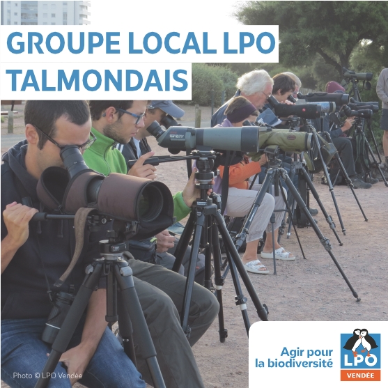 Groupe local LPO du secteur de Talmont-Saint-Hilaire