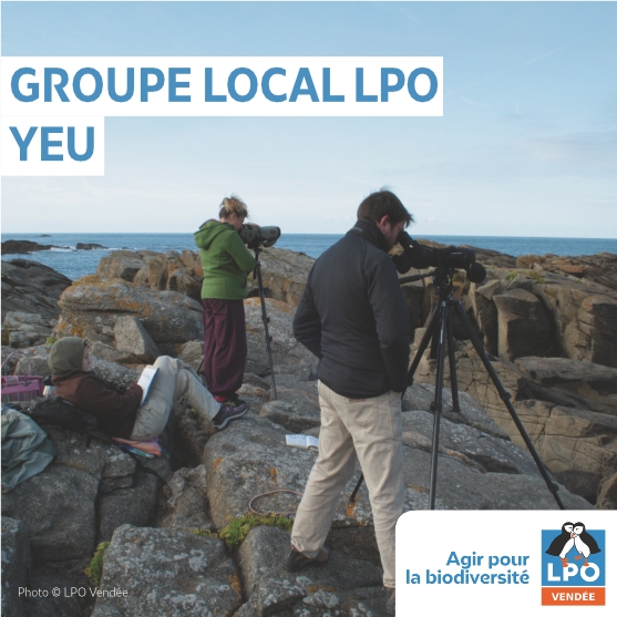 Groupe local LPO de l'Ile d'Yeu