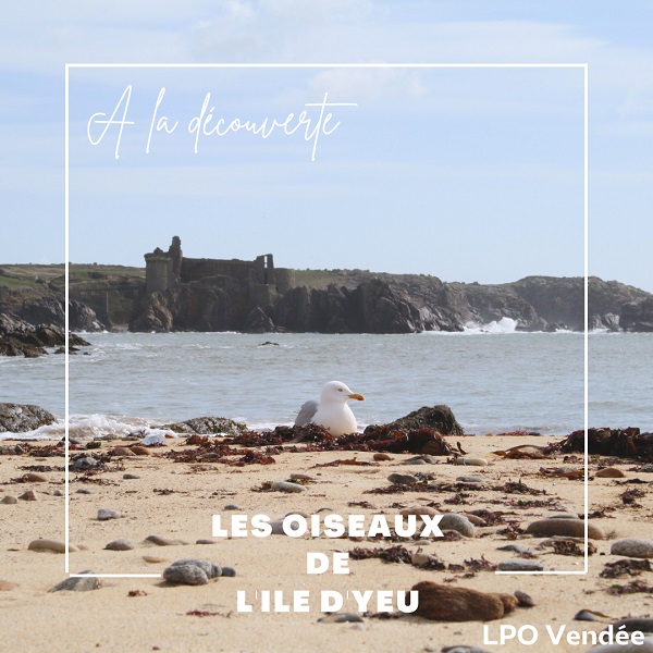 Podcast sur les oiseaux de l'Ile d'Yeu - LPO Vendée
