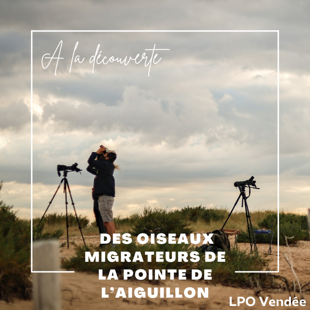 Podcast à la découverte des oiseaux migrateurs de la pointe de l'Aiguillon
