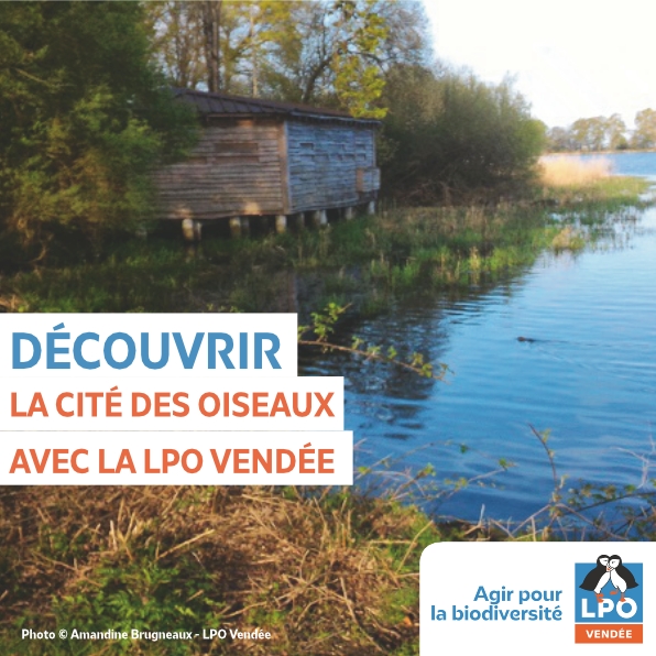 Suivi naturaliste à la Cité des Oiseaux et point d’obs’ (ENS)
