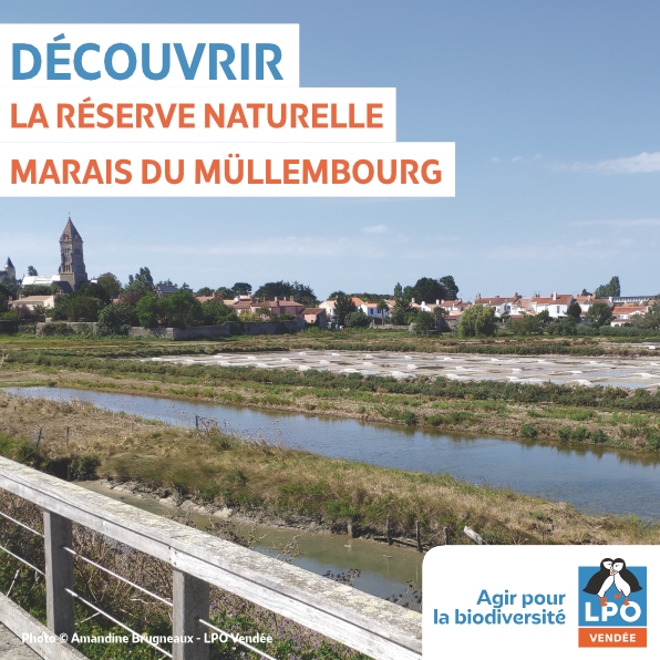 Lpo85 Visuel Carre Rn Mullembourg