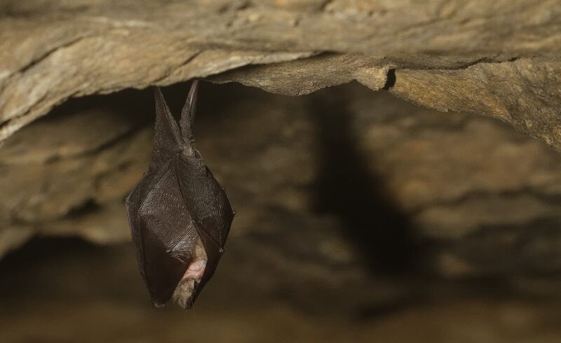 Une cave dédiée aux chauves-souris
