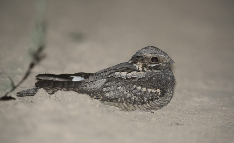 Découvrir l’Engoulevent d’Europe et autres oiseaux nocturnes