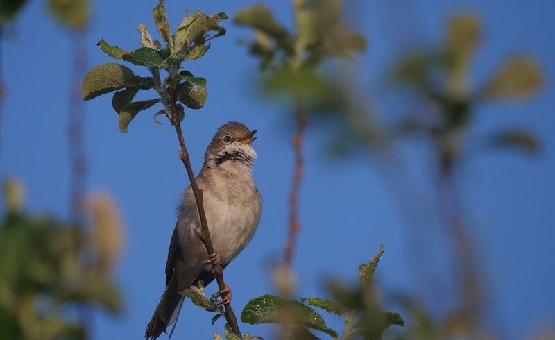 Nouveau podcast : le suivi des oiseaux communs