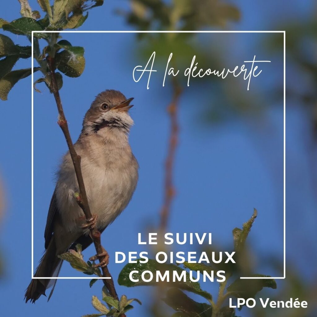Podcast de la LPO Vendée "à la découverte du suivi des oiseaux communs"