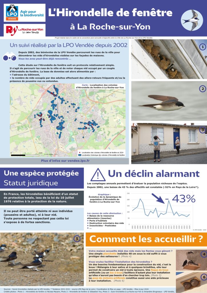 Le suivi de l'Hirondelle de fenêtre à La Roche-sur-Yon - Source © LPO Vendée -2024