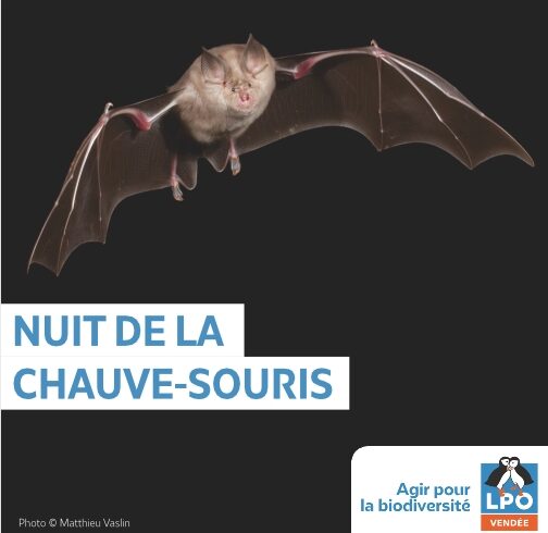 Découvrir les chauves-souris avec la LPO