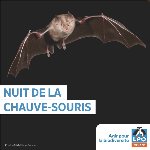 Nuit de la Chauve-souris