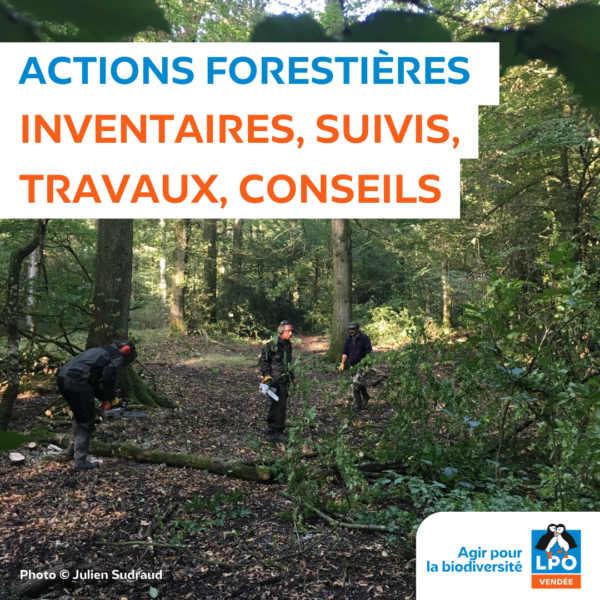 Actions forestières :  inventaires, suivis, travaux, conseils