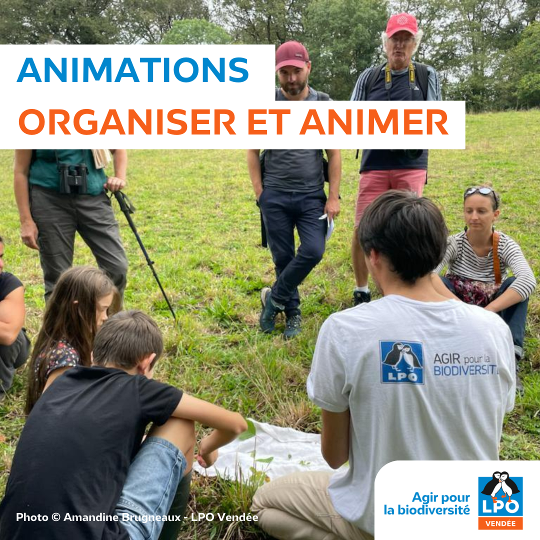 Animations Organiser Et Animer Photo © Amandine Brugneaux Lpo Vendée