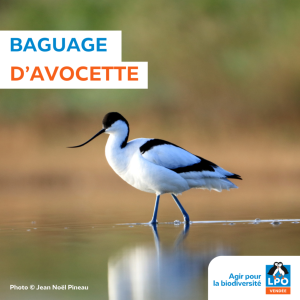 Baguage avocettes